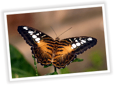 Heidelberg Copper Butterfly